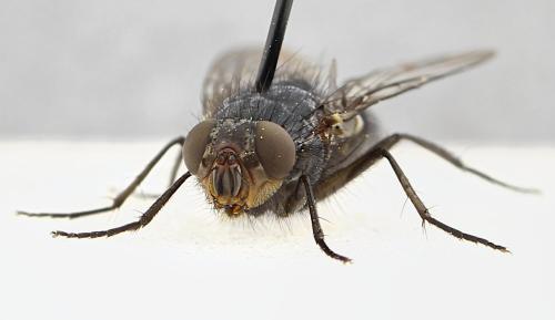 Réf. 353 278 : Calliphora vicina